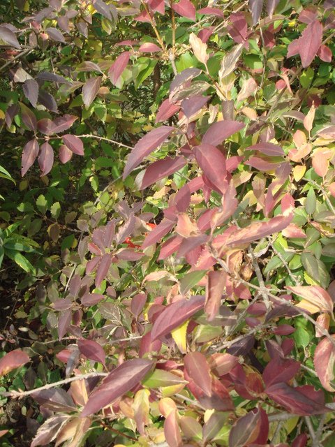 Forsythia x intermedia 'Spectabilis' automne P9